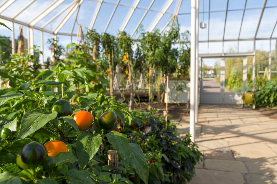 pepper 'Tangerine Dream'